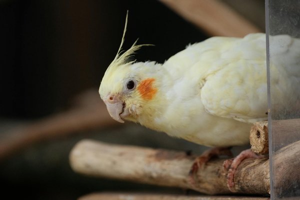 Alimentation de base pour différents types de reptiles