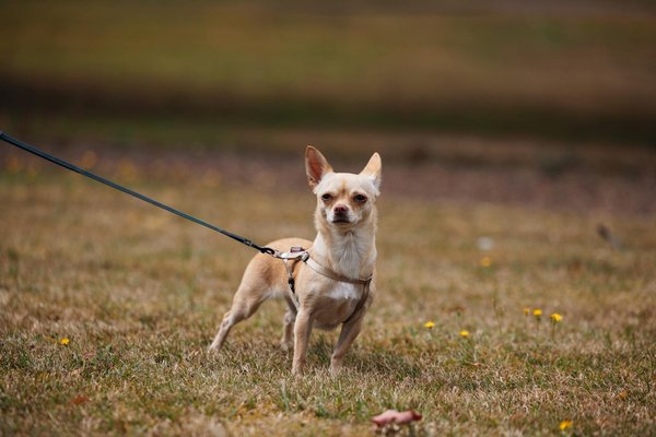 L'impact de la Covid-19 sur l'assurance chien