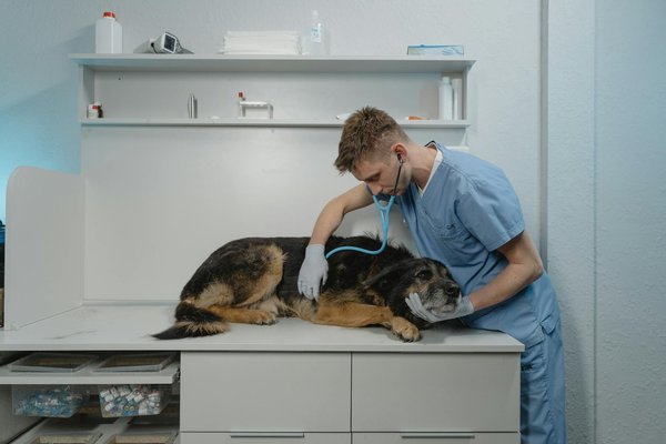 Assurance chien : Les alternatives si vous ne pouvez pas vous le permettre