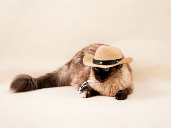 Top 5 chapeaux amusants pour rendre votre chat tendance